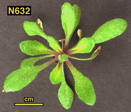 High resolution image of this Arabidopsis plant