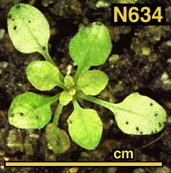 High resolution image of this Arabidopsis plant