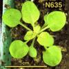 photo of Arabidopsis plant