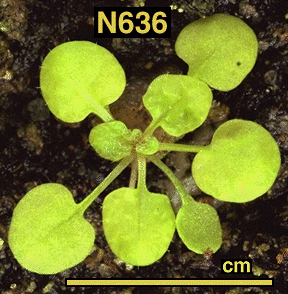 High resolution image of this Arabidopsis plant