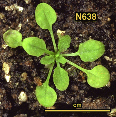 High resolution image of this Arabidopsis plant