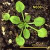 photo of Arabidopsis plant