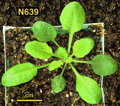 High resolution image of this Arabidopsis plant