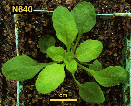 High resolution image of this Arabidopsis plant