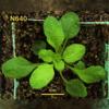 photo of Arabidopsis plant