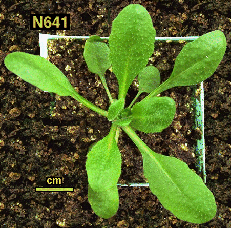 High resolution image of this Arabidopsis plant