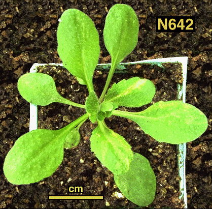 High resolution image of this Arabidopsis plant