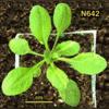 photo of Arabidopsis plant
