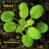 photo of Arabidopsis plant