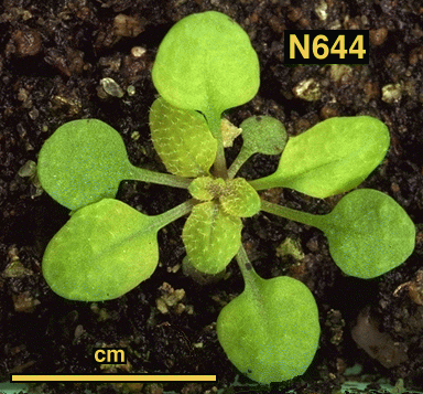 High resolution image of this Arabidopsis plant
