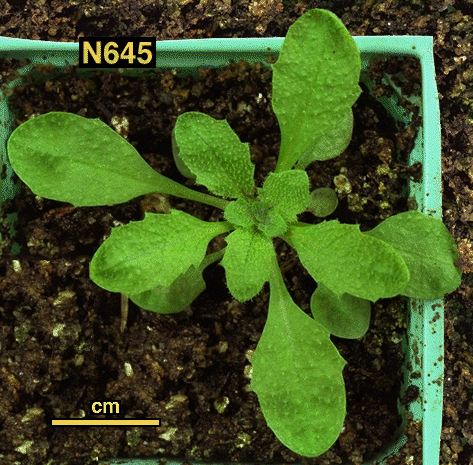 High resolution image of this Arabidopsis plant