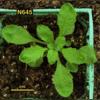 photo of Arabidopsis plant