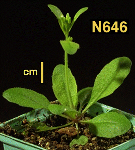 High resolution image of this Arabidopsis plant