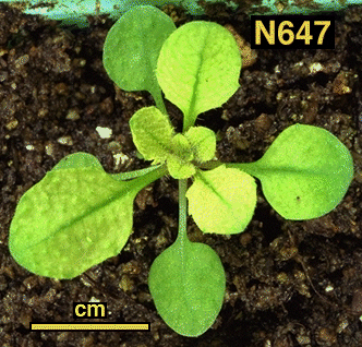 High resolution image of this Arabidopsis plant