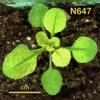 photo of Arabidopsis plant