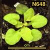 photo of Arabidopsis plant