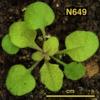 photo of Arabidopsis plant