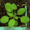 photo of Arabidopsis plant