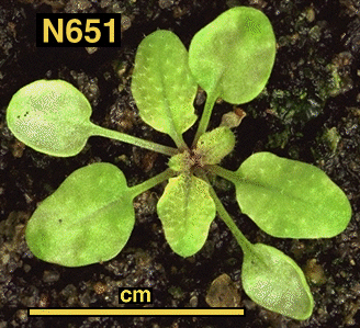 High resolution image of this Arabidopsis plant