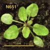 photo of Arabidopsis plant