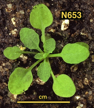High resolution image of this Arabidopsis plant