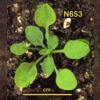 photo of Arabidopsis plant