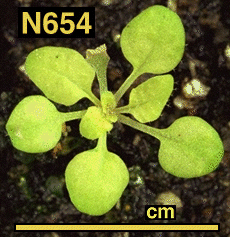 High resolution image of this Arabidopsis plant