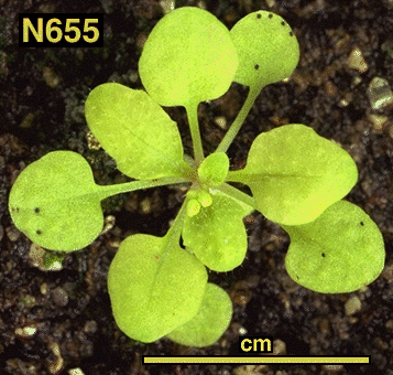 High resolution image of this Arabidopsis plant