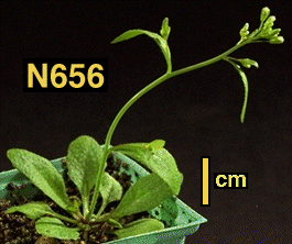 High resolution image of this Arabidopsis plant