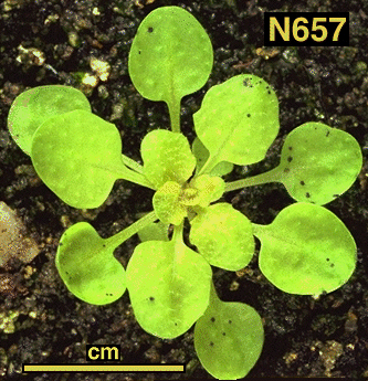 High resolution image of this Arabidopsis plant