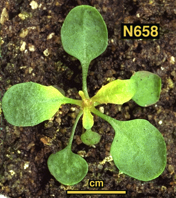 High resolution image of this Arabidopsis plant
