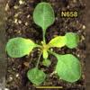 photo of Arabidopsis plant