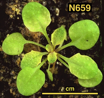 High resolution image of this Arabidopsis plant