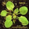 photo of Arabidopsis plant