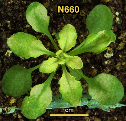 High resolution image of this Arabidopsis plant