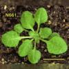 photo of Arabidopsis plant