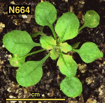 High resolution image of this Arabidopsis plant