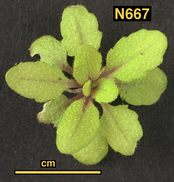 High resolution image of this Arabidopsis plant