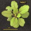 photo of Arabidopsis plant