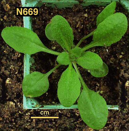 High resolution image of this Arabidopsis plant