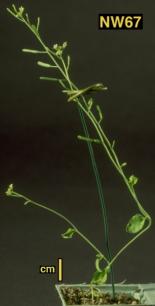 High resolution image of this Arabidopsis plant