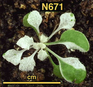 High resolution image of this Arabidopsis plant