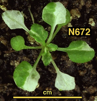High resolution image of this Arabidopsis plant
