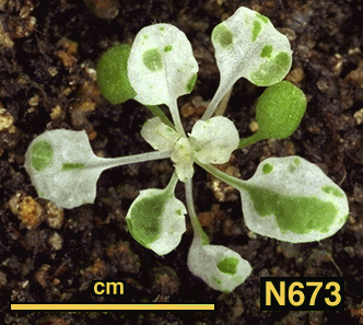 High resolution image of this Arabidopsis plant