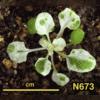 photo of Arabidopsis plant