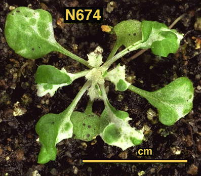 High resolution image of this Arabidopsis plant