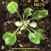 photo of Arabidopsis plant