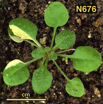 High resolution image of this Arabidopsis plant