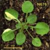 photo of Arabidopsis plant