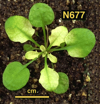 High resolution image of this Arabidopsis plant